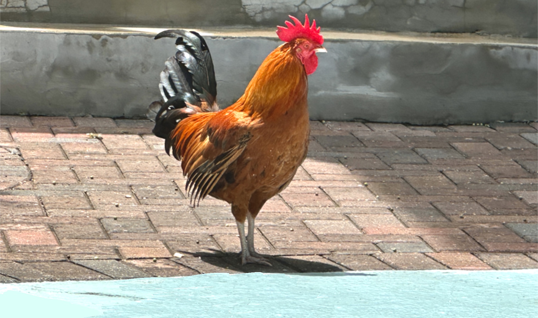 Roosters: My Feathered Surprise in Key West”